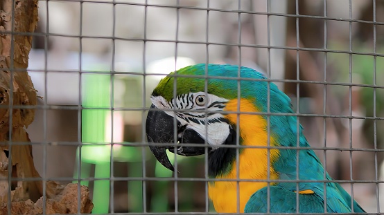 a photography of a parrot in a cage looking at the camera, macaw in a cage looking at the camera.