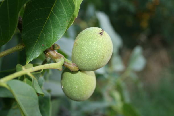 istock Green walnut fruits 1658476693