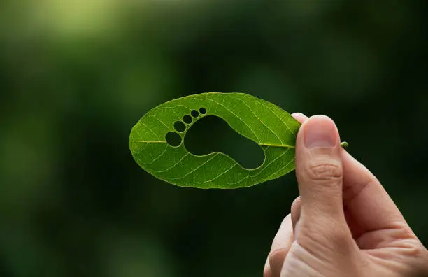 Hand of human is holding green leaf with carbon footprint, renewable energy carbon and business government concept.