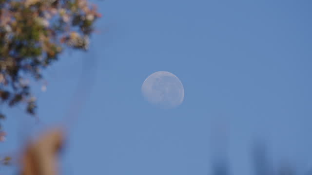 Third Quarter moon against blue sky and through the trees