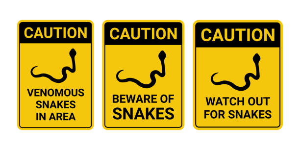Caution Snakes Sign Collection Vector The "Caution Snakes Sign Collection Vector" is a comprehensive set of vector graphics featuring a variety of cautionary signs specifically designed to warn individuals about the presence of snakes. This collection includes "Venomous Snakes in Area Sign," "Beware of Snakes Sign," and "Watch Out for Snakes Sign." These signs are invaluable for enhancing safety awareness in areas prone to snake encounters, such as parks, wilderness trails, and natural habitats. forest cobra stock illustrations