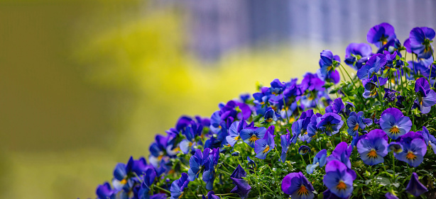 Blue purple color pansies in a flowerbed on blur background. Blooming pansy flower, floral plant. Close up view, copy space