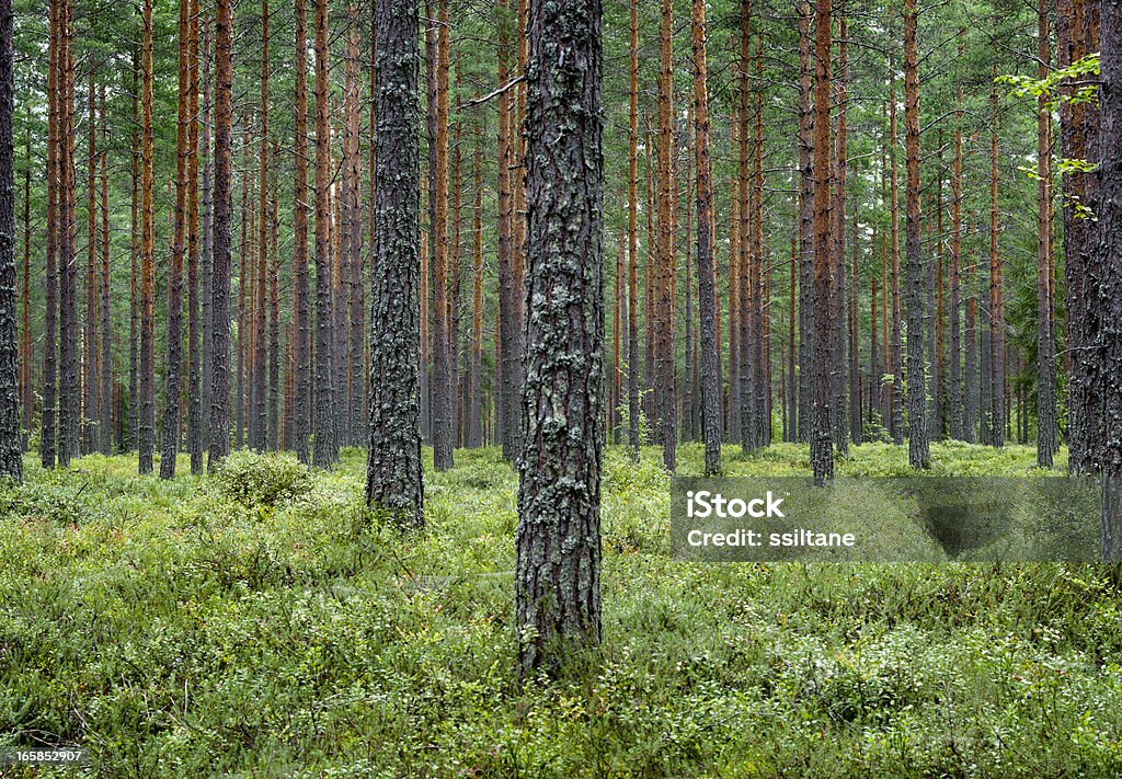 Pine forest Finnland Skandinavien - Lizenzfrei Wald Stock-Foto