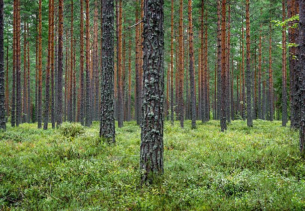 pine forest finnland skandinavien - kiefernwäldchen stock-fotos und bilder