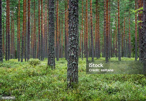 Pine Forest Finlandia Scandinavia - Fotografie stock e altre immagini di Foresta - Foresta, Finlandia, Pino