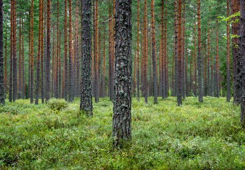 Typical forest in central Finland with lots of pine trees and blueberries. Shot in August.