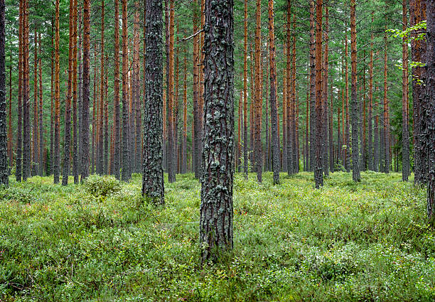 Pine forest Finland Scandinavia Typical forest in central Finland with lots of pine trees and blueberries. Shot in August. pine woodland stock pictures, royalty-free photos & images