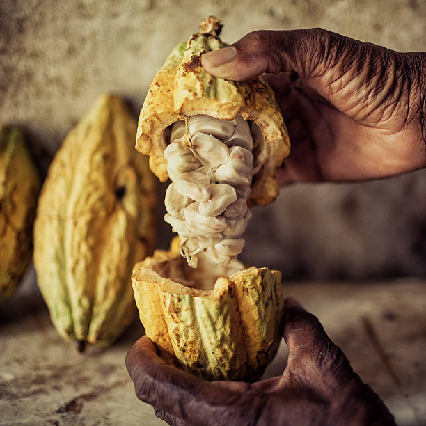 An elderly man reveals fresh cocoa beans in their pods stock photo