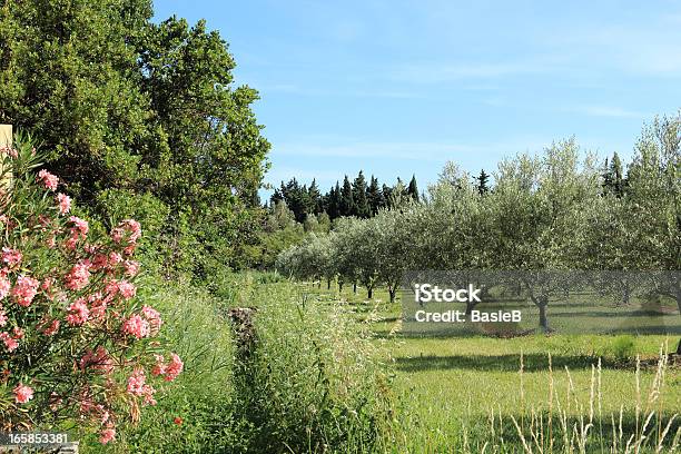 Olivenbäume Und Rosa Oleander Stockfoto und mehr Bilder von Baum - Baum, Blau, Formatfüllend