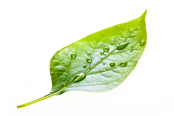 Green leaf with rain droplets