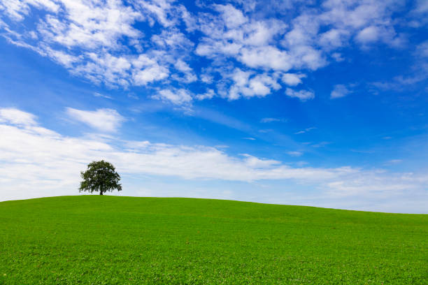 Free Stock Photo of Lone Tree in Grass Field Under Blue Sky | Download ...