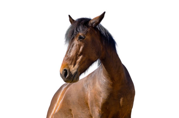 cheval brun isolé sur fond blanc, - mule animal profile animal head photos et images de collection
