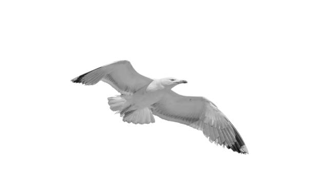 istock Seagull in flight isolated on white background, under view, 1658537033