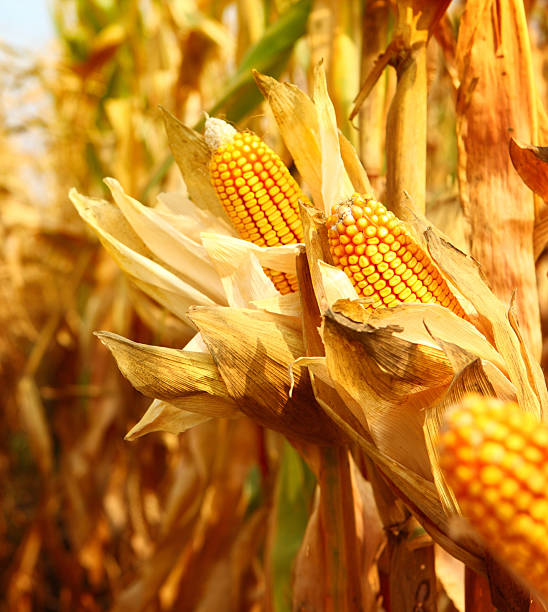 Golden ripe corn,closeup Closeup of fully ripe corn cobs ready to be harvested. Leaves are dry and bent outwards. There are many corn plants in background, blurry. sweet corn in field stock pictures, royalty-free photos & images