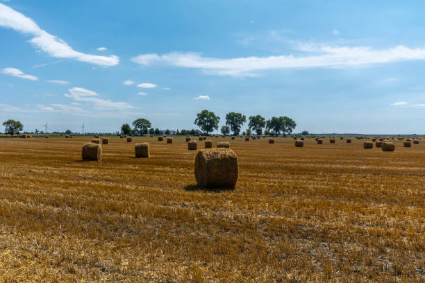 istock Straw bale on a field mowed from grain. 1658554488