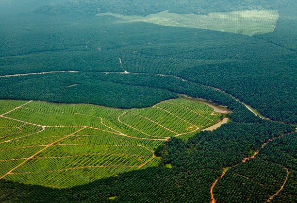 Oil Palm Plantations Oil palm plantations in northeastern Borneo, state of Sabah, Malaysia. Recently planted oil palms can be seen in the bright green grassy areas and a tiny bit of natural rainforest still struggles for survival farther away. deforestation stock pictures, royalty-free photos & images