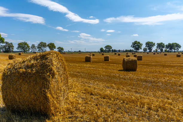 istock Straw bale on a field mowed from grain. 1658554896
