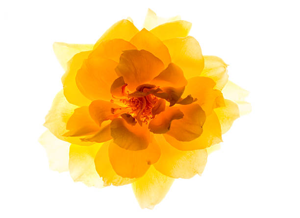Yellow rose stock photo