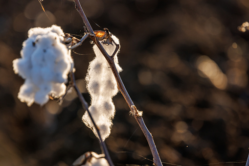 Remnants of cotton crop after drought
