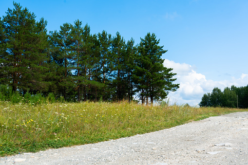 Summer landscape. Gravel road in the middle of meadow and forest