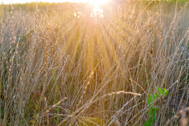 istock Grass with ears on dry stems in selective focus backlit 1658581007