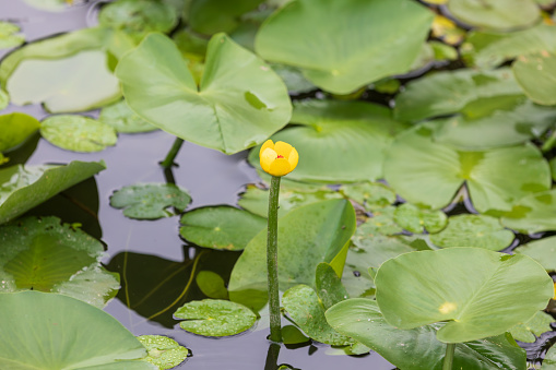 Nuphar pumila is an aquatic plant with yellow petals that lives in ponds. water lily, nymphaeaceae