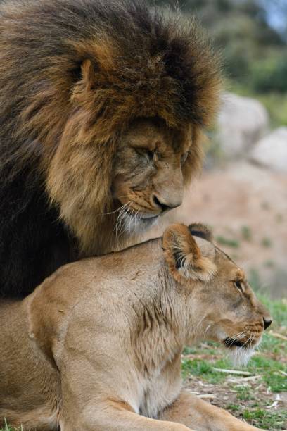 istock Male lion and lioness 1658597907
