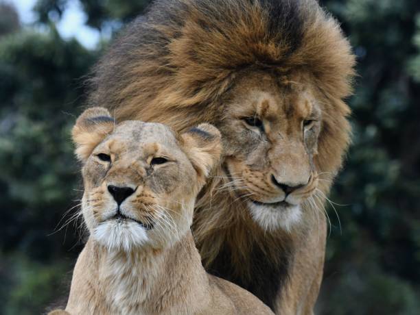istock Male lion and lioness 1658605850