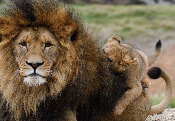 istock Male lion with cub 1658614876