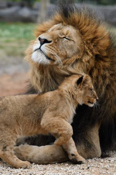 istock Male lion with cub 1658617461