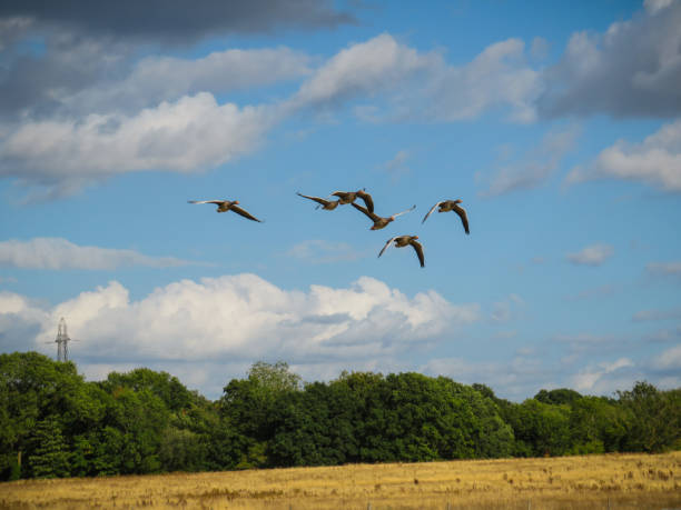 istock Flock of Geese 1658620779