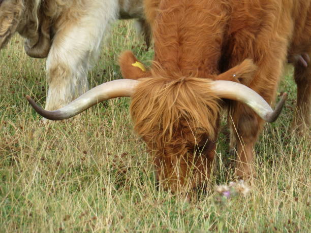 Highland Cows grazing in a lush meadow on a English summer afternoon.