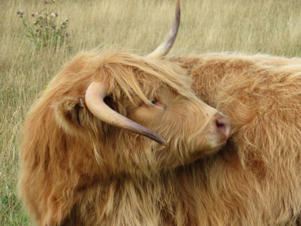 istock Highland Cows in a lush meadow 1658622407