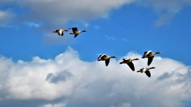 istock Flock of Geese 1658622944