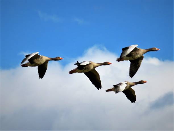 istock Flock of Geese 1658622949