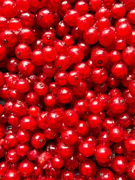 Red currant