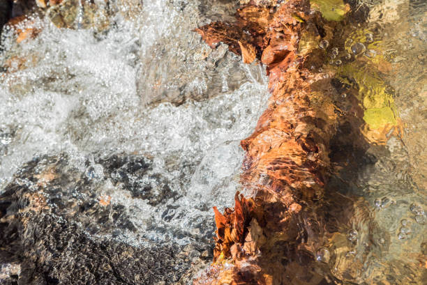 istock water and leaves yellow, autumn, drops 1658630239