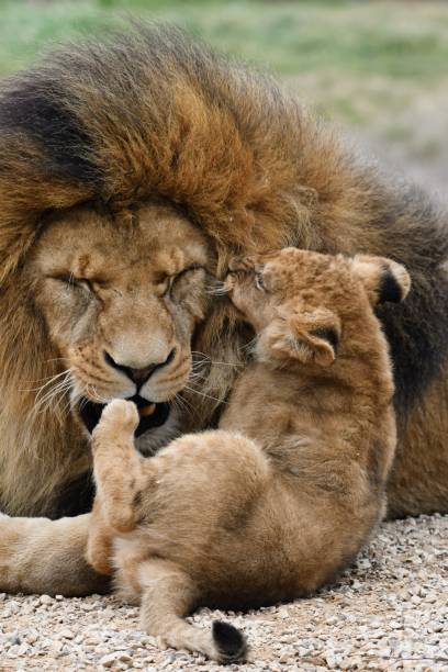 istock Male lion playing with his cub 1658634572