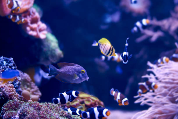 istock Fish and corals in the sea, underwater world. 1658636642