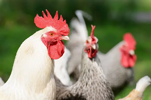 Close-up on a white free range cockerel giving a protective stare.