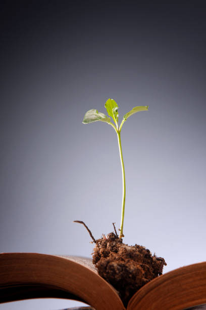 istock young plant growing from the book 1658643068