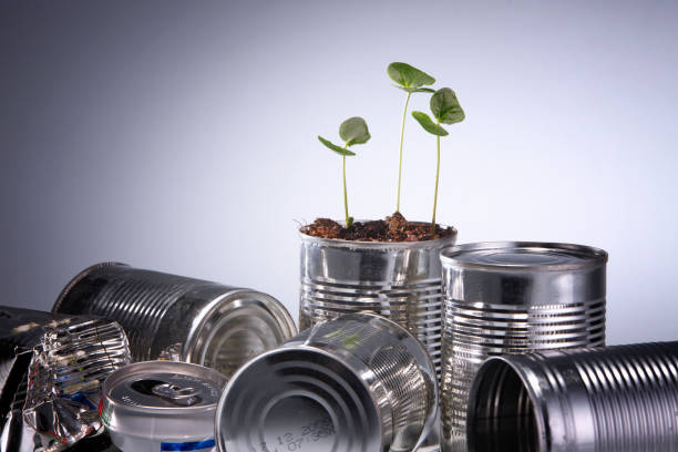 istock plant  is growing on the aluminum can 1658643080