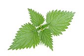 Stinging Nettle (Urtica Dioica) Isolated on White Background