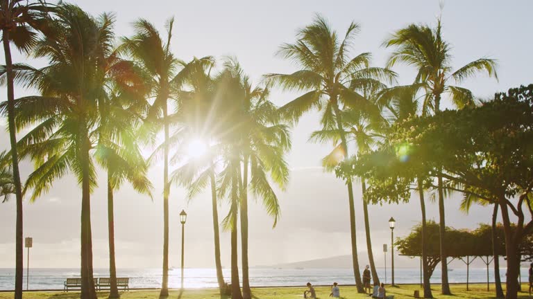 Tropical vacation theme with palm trees swaying in the wind on a sunny afternoon in Hawaii