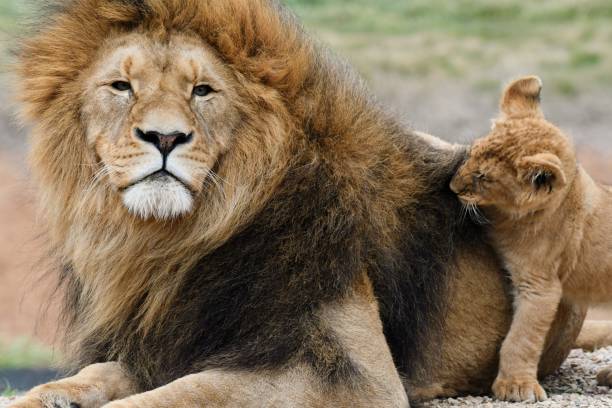 istock Male lion with his cub 1658650456