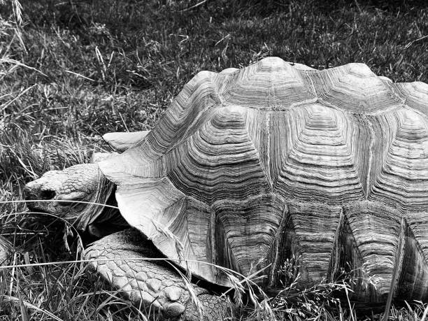 istock Close up of a giant tortoise 1658651160