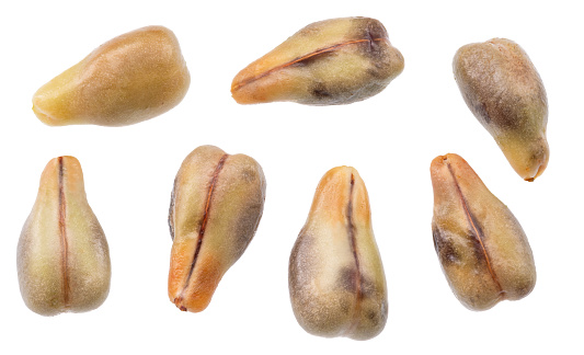 Collection of grape seeds isolated on white background. File contains clipping paths.