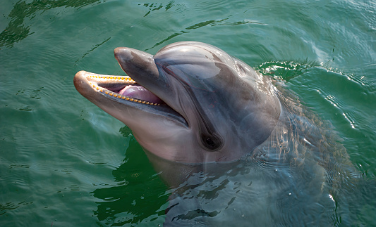 Two Dolphins swimming under water looking to camera