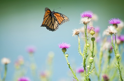 An orange monarch butterfly in flight about to land on a wild purple thistle in the summer.