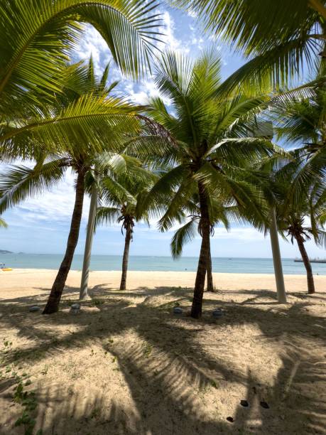 istock palm trees are standing on a sandy beach near the ocean 1658660356